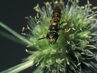 Philanthus triangulum 15, Bijenwolf, male, Saxifraga-Frits Bink