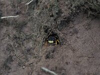 Philanthus triangulum 2, Bijenwolf, female, Saxifraga-Frits Bink