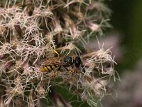 Philanthus triangulum 25, Bijenwolf, Saxifraga-Jan Van der Straaten