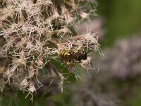 Philanthus triangulum 26, Bijenwolf, Saxifraga-Jan Van der Straaten