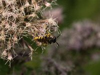 Philanthus triangulum 27, Bijenwolf, Saxifraga-Jan Van der Straaten