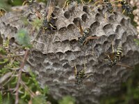 Polistes biglumis 4, Bergveldwesp, Saxifraga-Willem van Kruijsbergen
