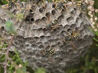 Polistes biglumis 5, Bergveldwesp, Saxifraga-Willem van Kruijsbergen