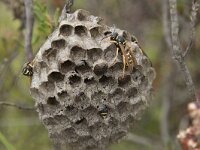 Polistes biglumis 6, Bergveldwesp, Saxifraga-Willem van Kruijsbergen