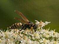 Polistes dominula 28, Franse veldwesp, Saxifraga-Jan van der Straaten