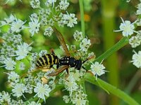 Polistes dominula 30, Franse veldwesp, Saxifraga-Ben Delbaere