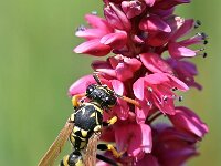 Polistes dominula 31, Franse veldwesp, Saxifraga-Tom Heijnen