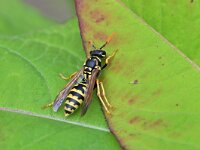 Polistes dominula 32, Franse veldwesp, Saxifraga-Tom Heijnen