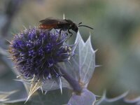 Sphecodes albilabris 9, Grote bloedbij, Saxifraga-Peter Meininger