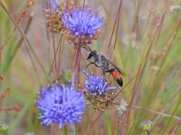 Sphex funerarius 2, Sabelsprinkhanendoder, Saxifraga-Tom Heijnen