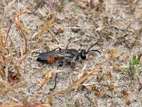 Sphex funerarius 3, Sabelsprinkhanendoder, Saxifraga-Tom Heijnen