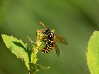 Tenthredo scrophulariae 4, Helmkruidbladwesp, Saxifraga-Gerard de Jong : Helmkruidbladwesp, Insect, Macro, Overig, Saxifraga Beeldbank, Tenthredo scrophulariae
