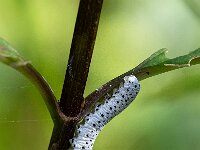 Tenthredo scrophulariae 5, Helmkruidbladwesp, Saxifraga-Gerard de Jong : Helmkruidbladwesp, Insect, Macro, Overig, Saxifraga Beeldbank, Tenthredo scrophulariae