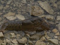 Astacus leptodactylus, Long-Hand Crayfish