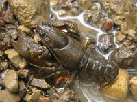 Austropotamobius torrentium, Torrent Crayfish