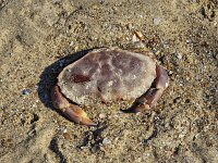 Cancer pagurus, Edible Crab
