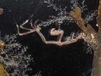 Caprella mutica 4, Harig spookkreeftje, Saxifraga-Sytske Dijksen