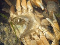 Hemigrapsus sanguineus 10, Blaasjeskrab, Saxifraga-Foto Fitis-Sytske Dijksen