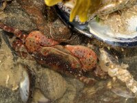 Hemigrapsus sanguineus 11, Blaasjeskrab, Saxifraga-Foto Fitis-Sytske Dijksen