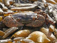 Hemigrapsus sanguineus 12, Blaasjeskrab, Saxifraga-Foto Fitis-Sytske Dijksen