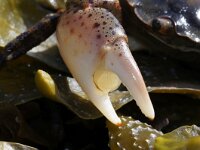 Hemigrapsus sanguineus 13, Blaasjeskrab, Saxifraga-Foto Fitis-Sytske Dijksen