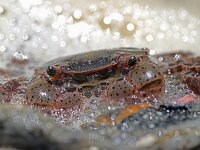 Hemigrapsus sanguineus 15, Blaasjeskrab, Saxifraga-Sytske Dijksen