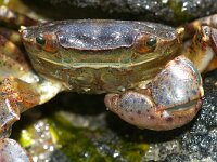 Hemigrapsus sanguineus 9, Blaasjeskrab, Saxifraga-Foto Fitis-Sytske Dijksen