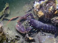 Homarus gammarus 15, Europese zeekreeft, Saxifraga-Tom Heijnen