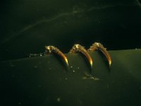 Hyas araneus 1, Gewone spinkrab, Saxifraga-Eric Gibcus