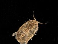Lekanespeara hookeri
