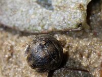 Lekanespeara hookeri 2, Brakwateroproller, Saxifraga-Sytske Dijksen