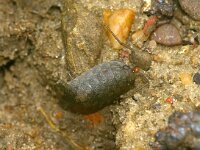 Ligia oceanica 2, Havenpissebed, Saxifraga-Foto Fitis-Sytske Dijksen