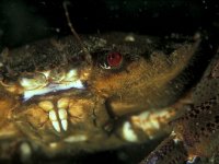 Necora puber, Velvet Swimming Crab