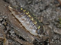 Oniscus asellus 01 #06110 : Oniscus asellus, Armadillo bug, Kelderpissebed