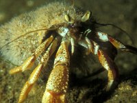 Pagurus bernhardus, Common Hermit Crab