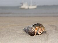 Pagurus bernhardus 20, Grote heremietkreeft in Buccinum undatum, Saxifraga-Foto Fitis-Sytske Dijksen
