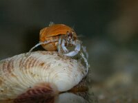 Pagurus bernhardus 26, Grote heremietkreeft, in Euspira pulchella, Saxifraga-Foto Fitis-Sytske Dijksen