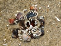 Pagurus bernhardus 27, Grote heremietkreeft, Saxifraga-Foto Fitis-Sytske Dijksen