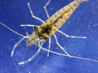 Palaemon elegans 8, Gewone steurgarnaal, Saxifraga-Foto Fitis-Sytske Dijksen