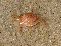 Polybius navigator  3, Gewimperde zwemkrab, Saxifraga-Foto Fitis-Sytske Dijksen