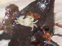 Porcellana platycheles 2, Harig porseleinkrabbetje, Saxifraga-Foto Fitis-Sytske Dijksen