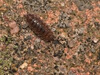 Porcellio scaber 20, Ruwe pissebed, Saxifraga-Tom Heijnen