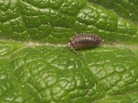 Porcellio scaber 22, Ruwe pissebed, Saxifraga-Tom Heijnen