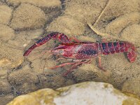 Procambarus clarkii 13, Rode Amerikaanse rivierkreeft, Saxifraga-Bart Heijne : 2024, Crustacea, Frankrijk, Gard, Goudargues, La Cèze, Procambarus clarkii, camping Les Libellules, herfst, rivier, rode Amerikaanse rivierkreeft, september, vakantie