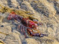 Procambarus clarkii 14, Rode Amerikaanse rivierkreeft, Saxifraga-Bart Heijne : 2024, Crustacea, Frankrijk, Gard, Goudargues, La Cèze, Procambarus clarkii, camping Les Libellules, herfst, rivier, rode Amerikaanse rivierkreeft, september, vakantie