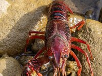 Procambarus clarkii 15, Rode Amerikaanse rivierkreeft, Saxifraga-Bart Heijne : 2024, Crustacea, Frankrijk, Gard, Goudargues, La Cèze, Procambarus clarkii, camping Les Libellules, herfst, rivier, rode Amerikaanse rivierkreeft, september, vakantie