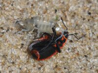 Pseudorchestoidea brito