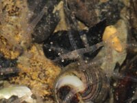 Schistomysis spiritus 2, Aasgarnaal, Saxifraga-Foto Fitis-Sytske Dijksen