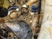 Schistomysis spiritus 3, Aasgarnaal, Saxifraga-Foto Fitis-Sytske Dijksen