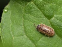 Armadillidium vulgare 4, Gewone oprolpissebed, Saxifraga-Tom Heijnen